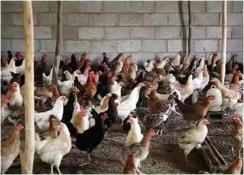湖南扑杀1.7万只家禽 两地连发5起禽流感疫情,养殖户损失巨大