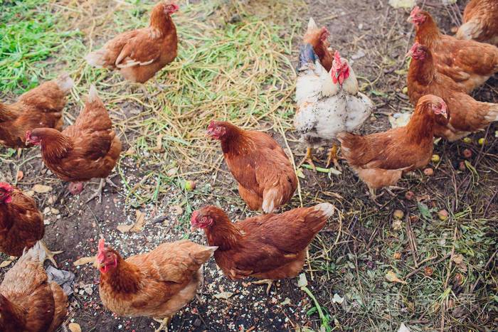 公鸡和传统的散养家禽农场的鸡照片-正版商用图片15a72m-摄图新视界