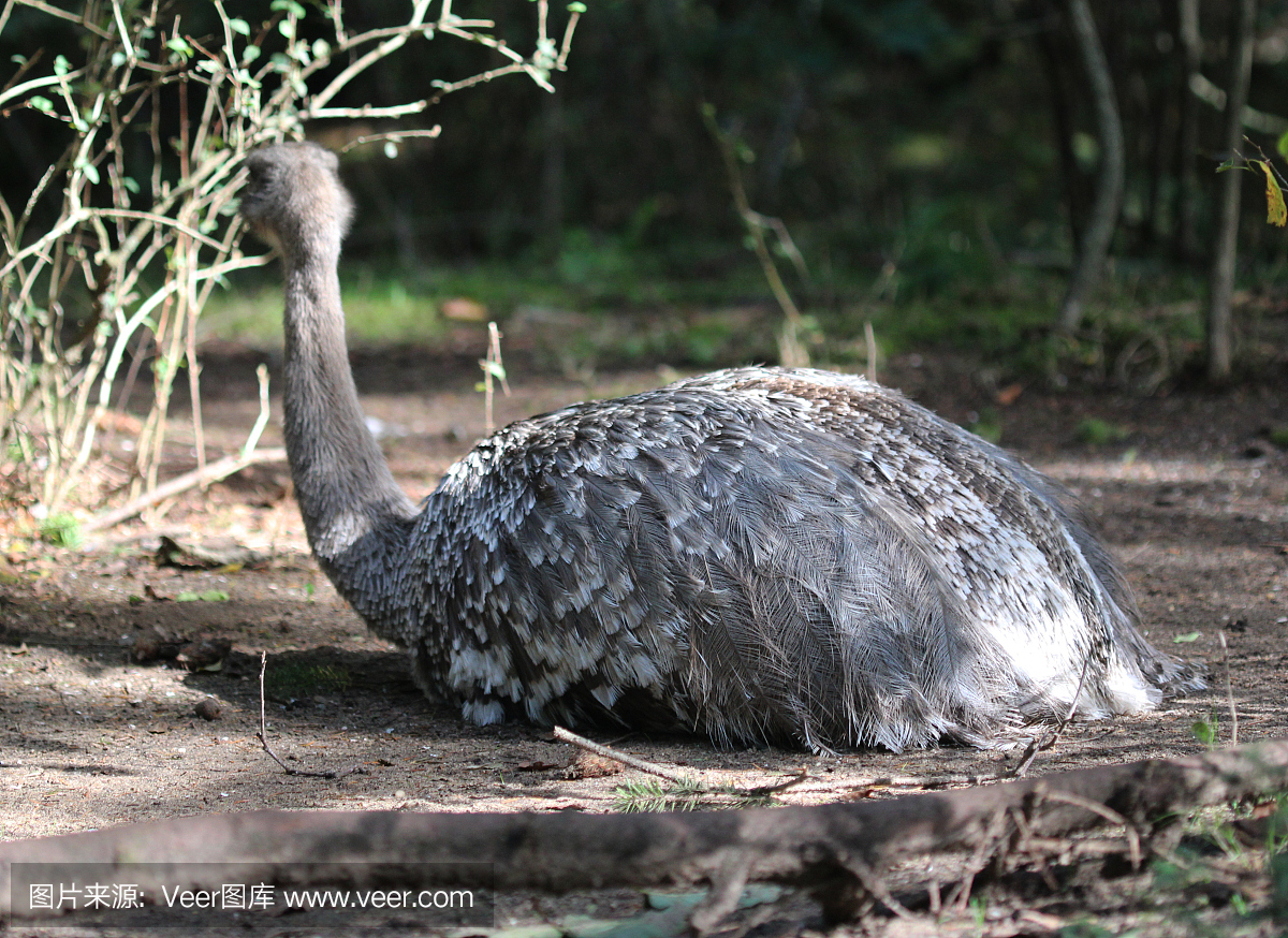 达尔文美洲鸵(rhea pennata)