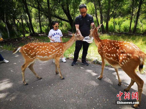 放下斧头当导游 生态旅游重塑阿尔山