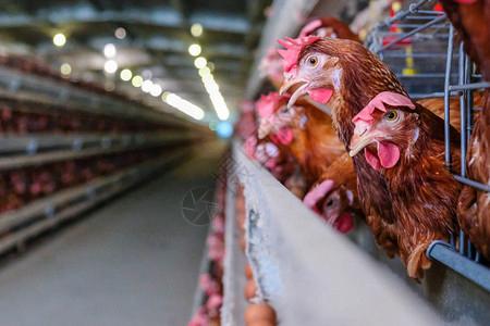 蛋鸡多级生产线输送机生产线的家禽养殖场蛋鸡养殖场农业技术设备厂