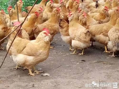 贵港市平南县举办家禽现代生态养殖培训班,助农公司技术模式受欢迎