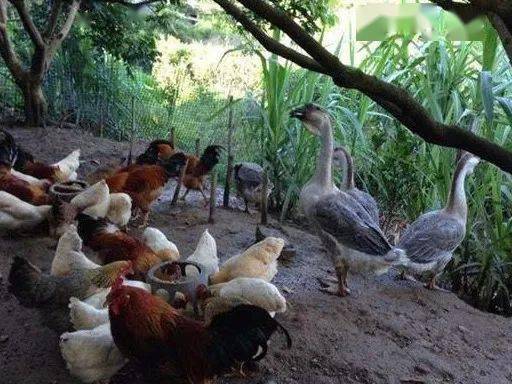 温铁军教授 农民自己养点鸡鸭鹅都不允许了,这样是影响民生的